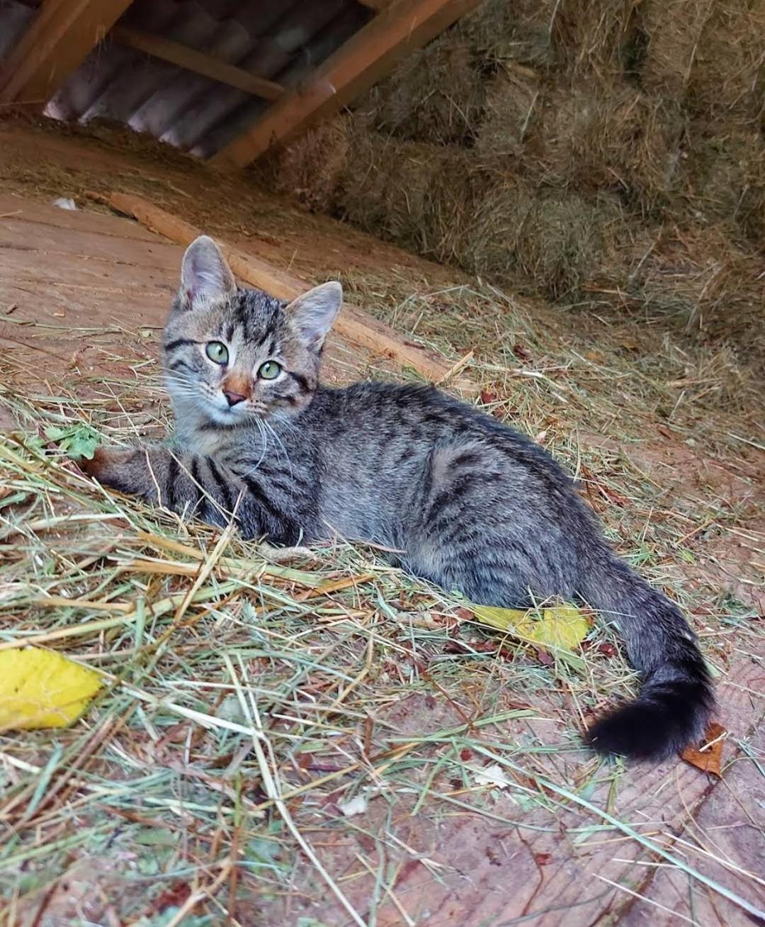 Farm stay Mala Farma Nani