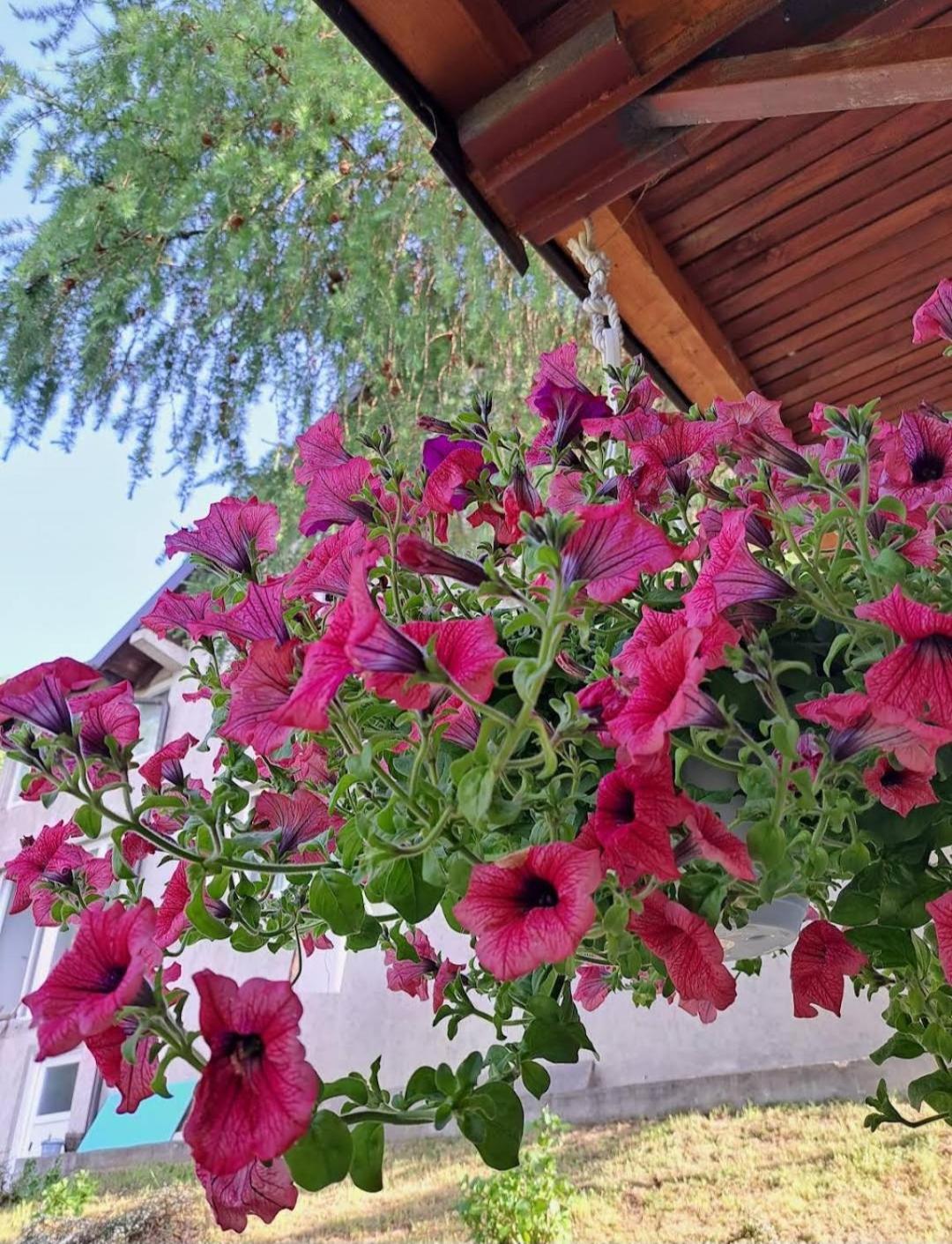 Farm stay Mala Farma Nani Visoko